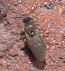 Ceratopogonidae