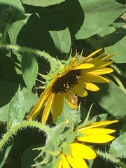 Bombyliidae