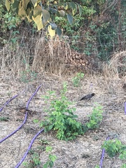 Acridotheres tristis
