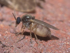 Ceratopogonidae
