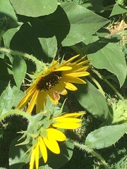 Bombyliidae