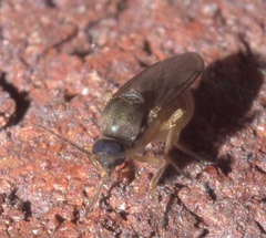 Ceratopogonidae