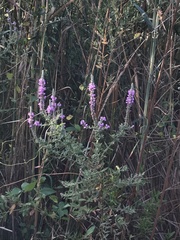 Lythrum salicaria