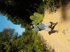 Cecropia purpurascens