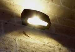 Tarentola mauritanica mauritanica