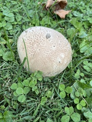 Lycoperdon utriforme