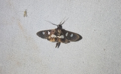 Desmia