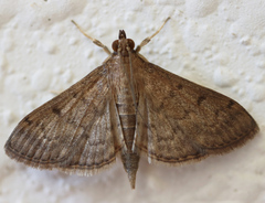 Herpetogramma phaeopteralis