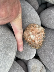 Maja brachydactyla