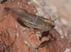 Muellerianella