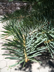 Abies nordmanniana