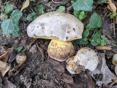 Caloboletus radicans