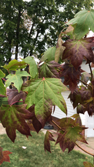 Liquidambar