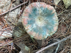 Russula crustosa
