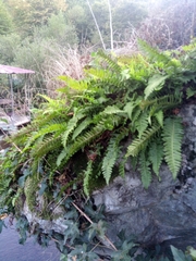 Polypodium vulgare
