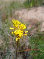 Asphodeloideae