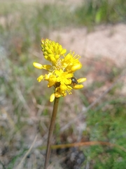 Asphodeloideae
