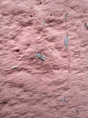 Pardosa
