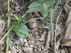 Bradybaena similaris