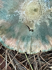 Russula crustosa