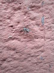 Pardosa