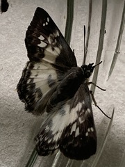 Polyctor polyctor
