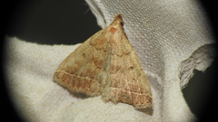 Zanclognatha jacchusalis