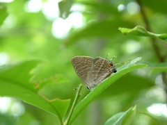 Satyrium liparops