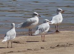 Ichthyaetus melanocephalus