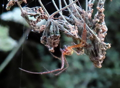 Metellina segmentata