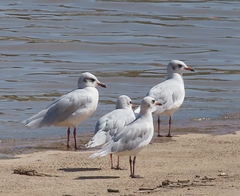 Ichthyaetus melanocephalus