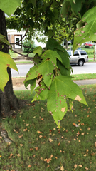 Acer saccharum