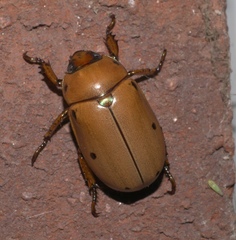Pelidnota punctata