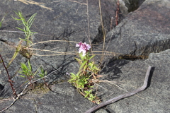 Stachys pilosa
