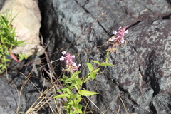 Stachys pilosa