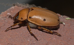 Pelidnota punctata