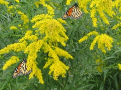 Solidago canadensis