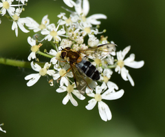 Leucozona glaucia