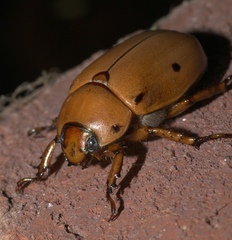Pelidnota punctata