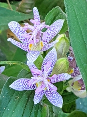 Tricyrtis hirta