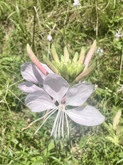 Oenothera filiformis