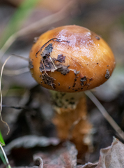 Cortinarius trivialis