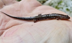 Desmognathus orestes