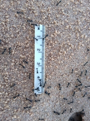 Veromessor pergandei