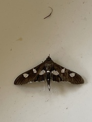 Desmia