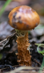 Cortinarius trivialis