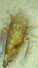 Fieberiella