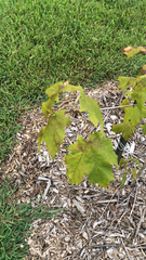 Acer saccharum