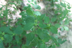 Dicliptera brachiata