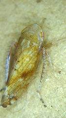 Fieberiella